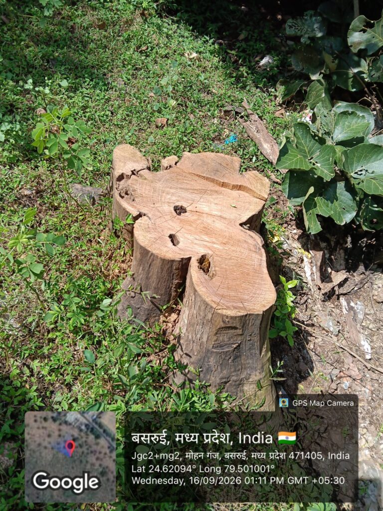 बिजावर : वनो का हो रहा नाश वन विभाग चिरनिंद्रा में 8 IMG 20260920 WA0031